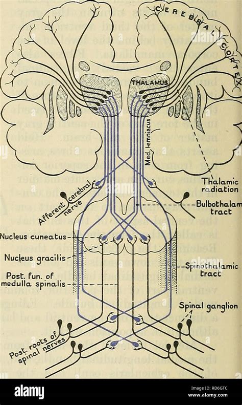 Fasciculus gracilis hi-res stock photography and images - Alamy