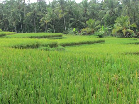 Rice terraces, Ubud | Adventure holiday, Ubud, Tours