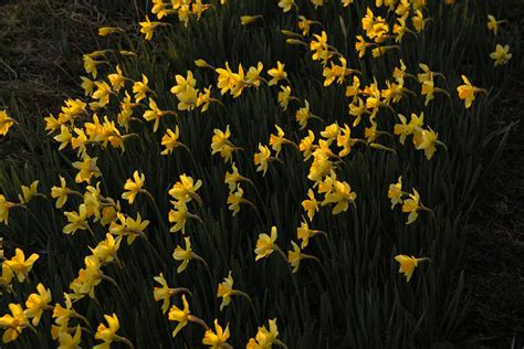 Photograph of Yellow Daffodils · Free Stock Photo