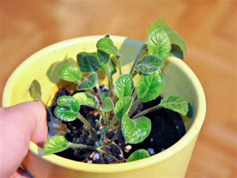 How to Plant a Seed in a Pot: 11 Steps (with Pictures) - wikiHow