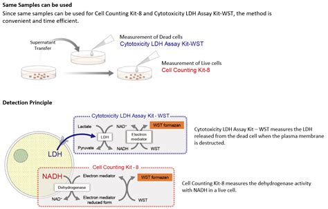 cell counting kit 8 protocol – cck 8 assay protocol – Filmisfine