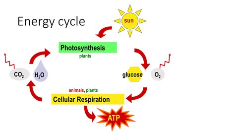 Energy Cycle from Plants to Animals (4-2) Diagram | Quizlet