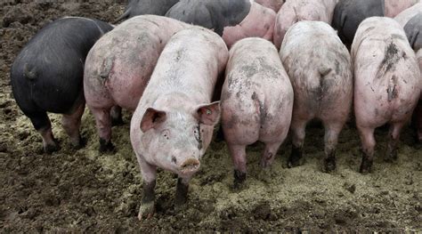 American energy firm looks to power up on pig poo — RT Business