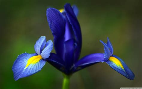 Free photo: Blue iris flower - Wallpaper, Iris, Summer - Free Download - Jooinn