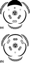 Floral diagram of typical actinomorphic trimerous monocot flower with...