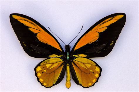 Wallace's Golden Birdwing Butterfly | Image of the Week | HHMI's BioInteractive | Butterfly ...