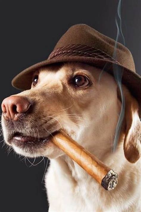 Cigar Dog | Cigarroom | Pinterest | Inspiration