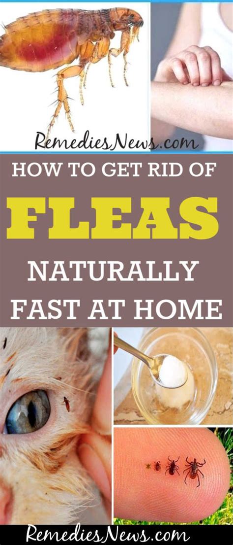 How to Get Rid of Fleas Naturally Fast with 11 Home Remedies | Home remedies, Remedies, Cold ...