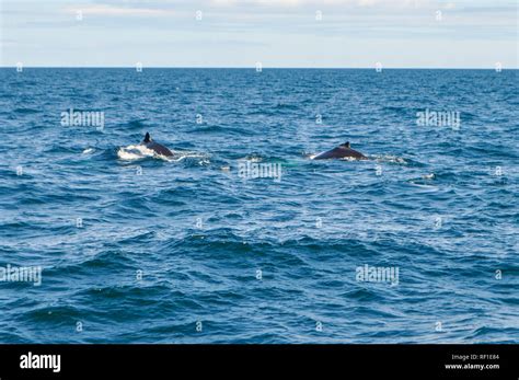 A family of humpback whales is looking for plancton while swimming in ...