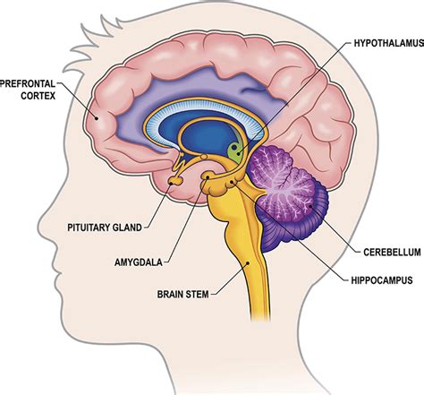 The Emotional Brain in Parenting - Bristol Child Parent Support