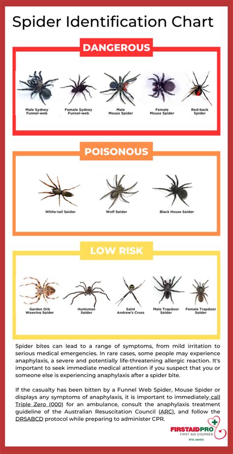 Spider Identification - FirstAidPro