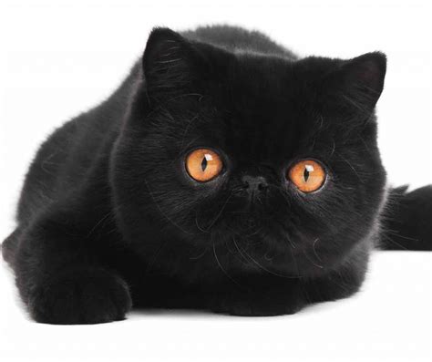 Black Cat Breeds - Which Ones Make The Best Pets?