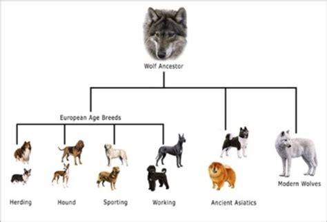 Evolution of Dogs timeline | Timetoast timelines