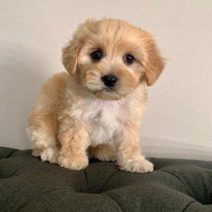 330 + Best Fluffy Dogs Names with Meanings - All About Pets