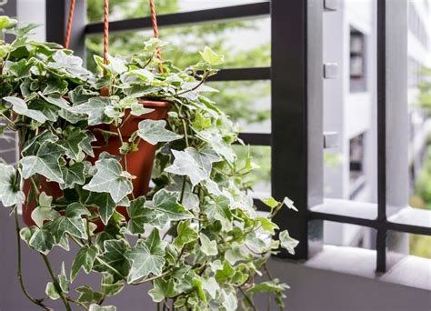 10 Best Low-Maintenance Houseplants - The American House