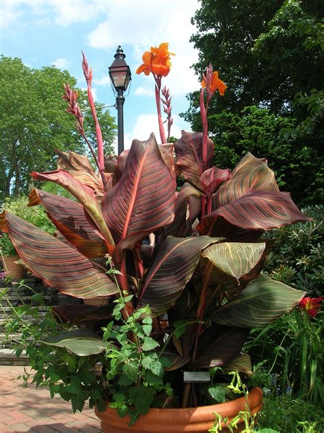 How to Grow: Canna Lilies, Growing and Caring for Canna Lilies | Canna ...