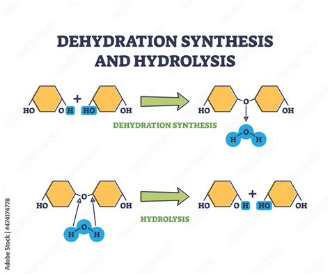 Dehydration synthesis and hydrolysis chemical process stages outline diagram. Labeled ...