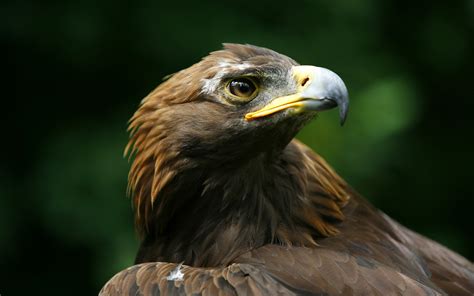 Birds Of Prey Wallpaper - WallpaperSafari