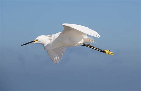 22,300+ Egret Flying Stock Photos, Pictures & Royalty-Free Images - iStock