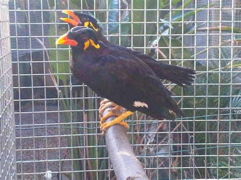 i love mynah bird: Mynah BirD Breeding