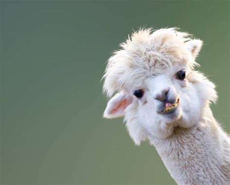 14,100+ Llama Face Stock Photos, Pictures & Royalty-Free Images - iStock