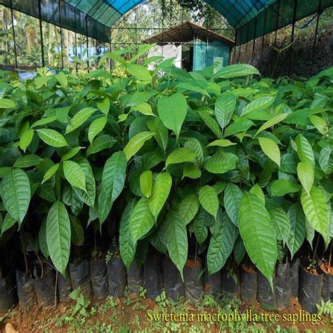 Honduran Mahogany Tree Seeds Swietenia Macrophylla Big - Etsy