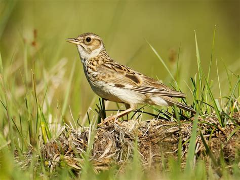 Woodlark Bird Facts (Lullula arborea) | Birdfact