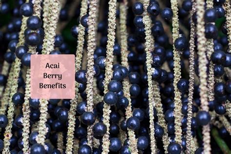 Acai Fruit: Health Benefits You’d Wish You Knew Earlier! - Ayurvedum