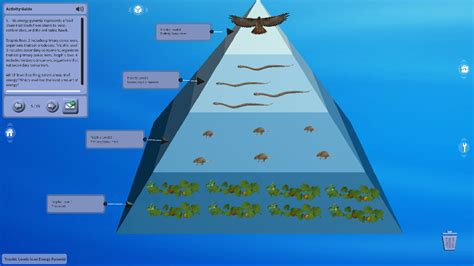 Trophic Levels in an Energy Pyramid