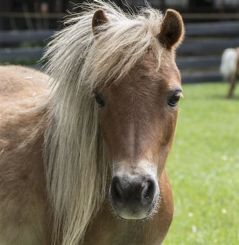 How long can miniature horses live