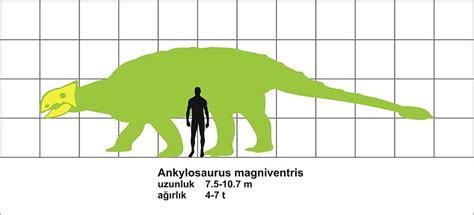 Ankylosaurus | Heavily Armored Dinosaur Ankylosaurus | Facts & Photos