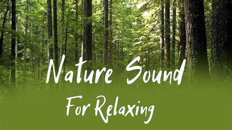 The Ultimate Guide to Forest nature sound For Relaxing - YouTube