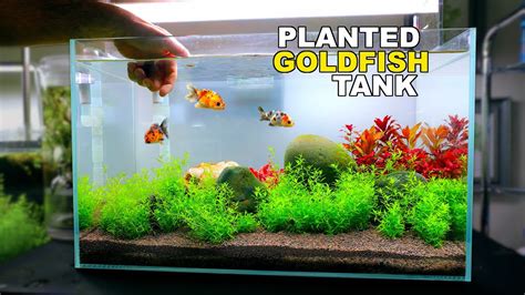 The Planted RANCHU GOLDFISH Tank (wiggle bum paradise or expensive ...