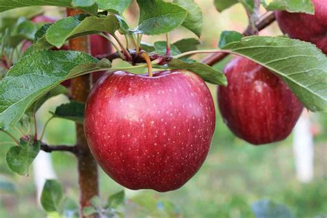 Cameo Apples Grown at Apple Holler