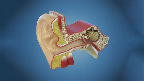 Anatomy Of The Ear 3D Model $79 - .max .obj .3ds - Free3D