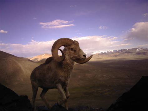 Argali Sheep | The Central Asian Mammals and Climate Adaptation (CAMCA ...