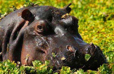 Hippopotamus Food Fun Facts: Chain, Source, Diet, Habits - Hippo Haven