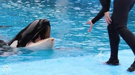 SeaWorld Orca Gets Hurt While Fighting With Another Whale - YouTube