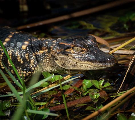 Baby Gator Photograph by Molly Grabill | Fine Art America