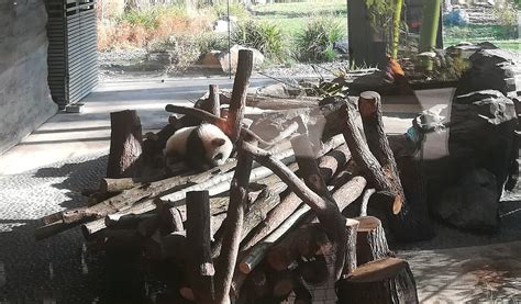 Baby Pandas in the Berlin Zoo