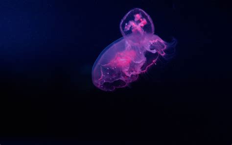 Download wallpaper 1680x1050 pink, jellyfish, minimal, 16:10 widescreen 1680x1050 hd background ...