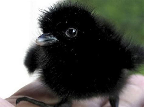 Baby crow - Teh Cute