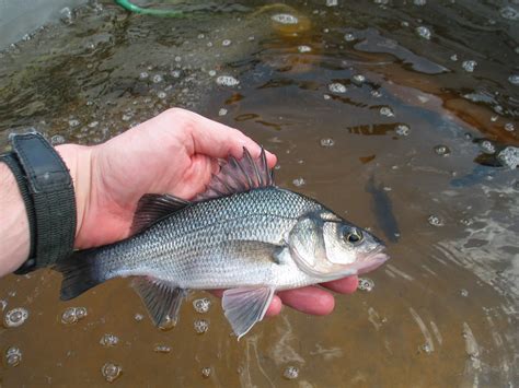 White Perch (Morone americana) | Oklahoma Department of Wildlife ...