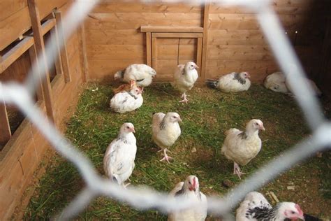 Delaware Chickens: In-Depth Care Guide and Breed Profile