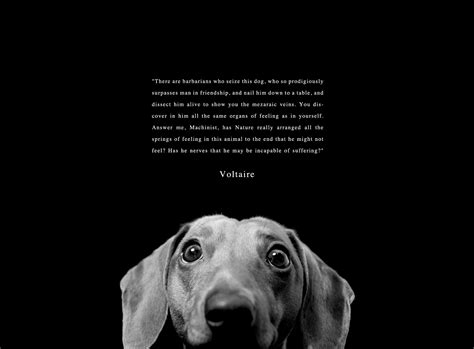 Animal Welfare Quotes. QuotesGram