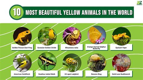 Meet the 10 Most Beautiful Yellow Animals in the World - A-Z Animals