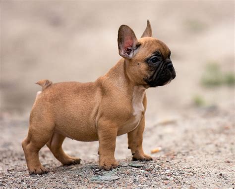 Quiet Corner:10 Smallest Dog Breeds in the World - Quiet Corner