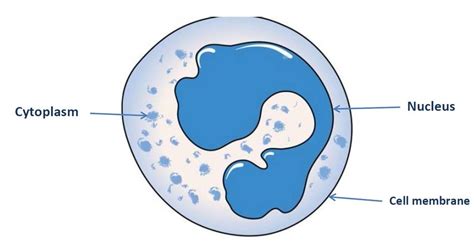 The structure of WBC consists of cytoplasm, nucleus and cell membrane [30]. | Download ...