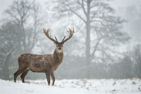 Deer in Snow Wallpapers - Top Free Deer in Snow Backgrounds - WallpaperAccess