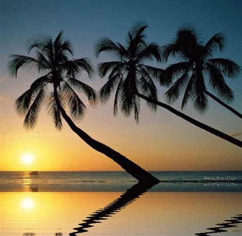 Wallpaper Palm Trees Gif Wallpaper Palm Trees Sunset - vrogue.co